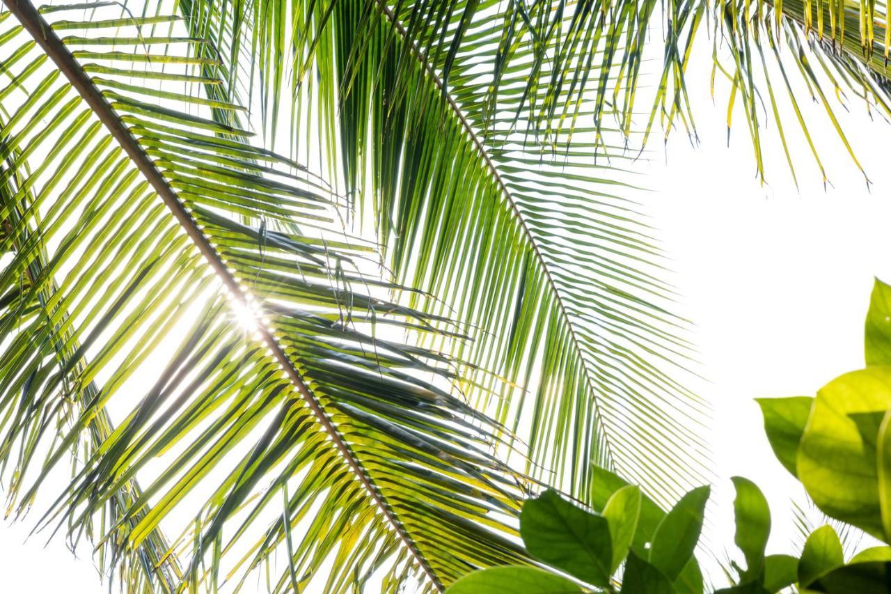 Under The Coconut Tree Hoi An Homestay מראה חיצוני תמונה